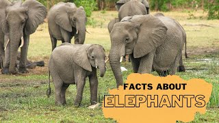 Elephant Facts for Kids  Interesting Educational Video about Elephants for Children  Fun Facts [upl. by Cowley]