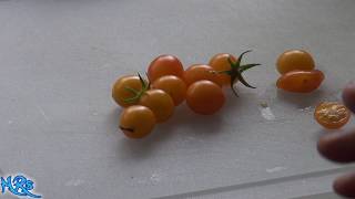 ⟹ Blondkopfchen Tomato  Solanum lycopersicum  Tomato Review [upl. by Atikir]