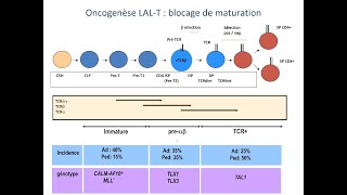 Cours DES hématologie  biologie de la LAL T [upl. by Eel676]