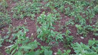 Sunn Hemp for food plots and Soil improvements [upl. by Etnuahs]