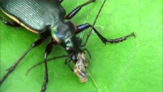 Calosoma beetle eating cankerworm [upl. by Enyak380]