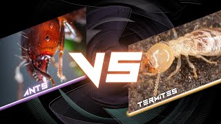 Are Ants and Termites Enemies I Ants vs Termites [upl. by Lateehs]