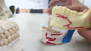 Mandible anatomy Practical anatomy [upl. by Akemahs]