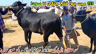 Today Gondal Mandi Attock Latest Update April 2024  Fatehjangi Sold 155  Bakra Eid 2024 Qurbani [upl. by Treborsemaj]