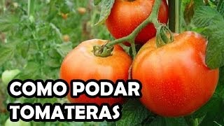 Poda del tomate muy fácil  La Huerta de Ivan [upl. by Malilliw]