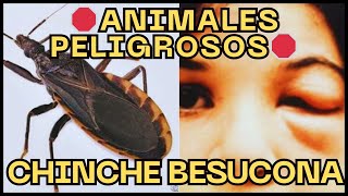 🔴Animales Peligrosos Chinche Besucona PIC o Vinchuca 🦟 animales animalespeligrosos MÉXICOMÁGICO [upl. by Fortuna639]