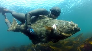 Spearfishing Halibut in Norway [upl. by Kala]