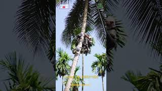 Coconut Tree Climbing Machine shorts [upl. by Ender]