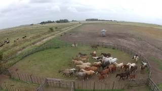 Cría de Caballos Cuarto de Milla en Argentina Haras Don Gaspar [upl. by Akemit]