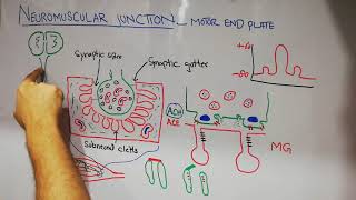 Guyton chapter 7  Neuromuscular junction  Myasthenia Gravis  organophosphates  lecture 41 [upl. by Esirahc]