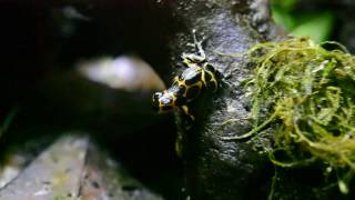 Ranitomeya imitator intermedius [upl. by Rann639]