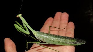 El Ataque de una MANTIS RELIGIOSA GIGANTE [upl. by Oicatsana]