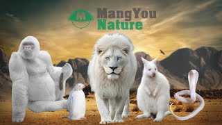 Albino Animals You Have Never Seen [upl. by Wiseman]