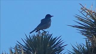 Pinyon Jay call [upl. by Fleck477]