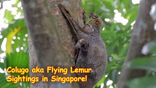 Colugo aka Flying Lemur Sightings in Singapore [upl. by Andreana]