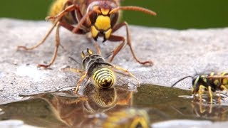 Huge Hornet Attacks Group Of Wasps [upl. by Lindsley]