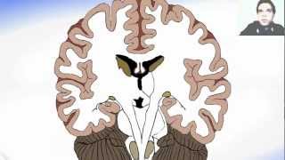 Coronal Section Of The Brain And Basal Ganglia [upl. by Analos]