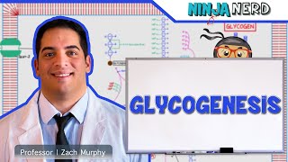 Metabolism  Glycogenesis [upl. by Ynatil433]