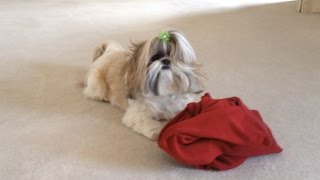 Shih Tzu dog Lacey having fun with blanket and zoomies 💨🤣  Lexi Blue Persian cat 🐾 [upl. by Andeee]