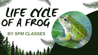 Life Cycle Of A Frog  By SPM Classes  Best Learning Videos For Kids  Education For Kids [upl. by Nork]