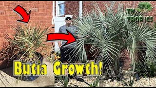 Jelly Palm Growth Video [upl. by Antoinette]