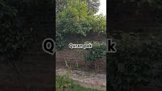 Quran pak ki talawat urdu quranictranslation nature islamicscripture [upl. by Brody]