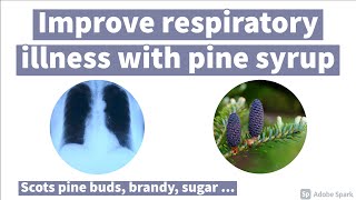 Improve Respiratory Illnesses with Pine  Scots pine buds brandy sugar [upl. by Analim]