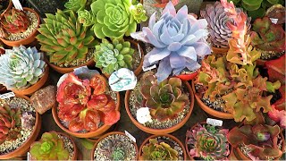 These Succulents Can Survive The Winter Frost  Growing Succulents with LizK [upl. by Allister66]