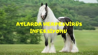 ATLARDA HERPESVİRÜS İNFEKSİYONUEQUİNE HERPESVİRUS İNFECTİON [upl. by Frederik]