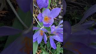 an autumncolors crocus garden flower [upl. by Ydolem]