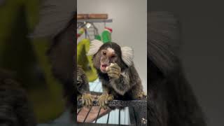 Marmoset Monkeys Ace amp Lola [upl. by Salokcin174]