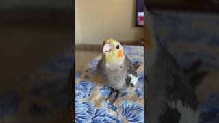 Cockatiel Cookie Song✨✨cockatiel singingbirds cookie shorts [upl. by Ely183]