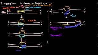 Transcription Part 3 of 6  Initiation in Prokaryotes [upl. by Rawlinson]