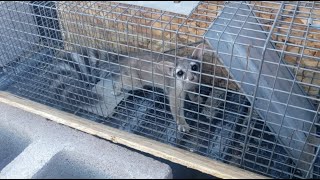 Rare footage of a Ringtail Cat  Arizona State Mammal Ring tail [upl. by Aihsiek332]