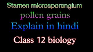 Stamen microsporangium pollen grainsClass 12 biology hindi medium [upl. by Uchida]