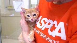 Ask the ASPCA I Just Adopted a Kitten… Now What [upl. by Banebrudge]