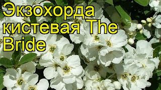 Экзохорда кистевая Зе Брайд Краткий обзор описание характеристик exochorda The Bride [upl. by Ajnos]