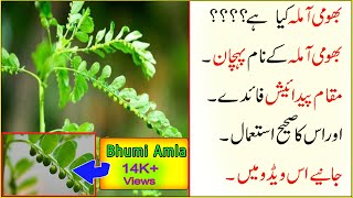 Bhumi Amla  Phyllanthus Niruri  Bhui Amala Uses  بهومى آملہ کیا ہےفوائد اور استعمال UrduHindi [upl. by Eneroc]