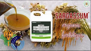 Sargassum  Seaweed Liquid Foliar Fertilizer  Organic Fertilizer [upl. by Susan387]