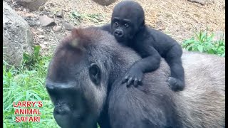 Baby Gorilla  Jameela 18 and her siblings gorillas [upl. by Shandie]