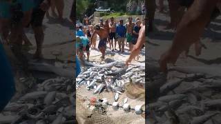 Pescadores Eufóricos Na Pesca Na PRAIA GRANDE EM ARRAIAL DO CABO RJ BRASIL 🇧🇷 shorts [upl. by Hareenum]