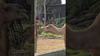 The Camels Australia [upl. by Haropizt922]