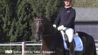 SOLD Totilas  Rubinstein I stallion 2012 [upl. by Airdnek]