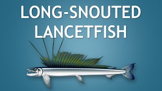 Elltharis  LONGSNOUTED LANCETFISH 5★ [upl. by Hwu600]