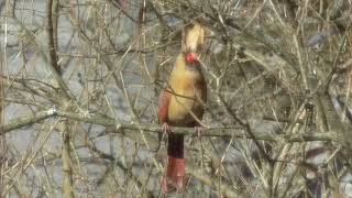 Northern Cardinal  HD MiniDocumentary [upl. by Ardnoik894]