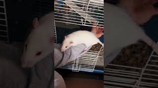 My pet Sprague Dawley ratties rats ratties SpragueDawley [upl. by Ainimreh]