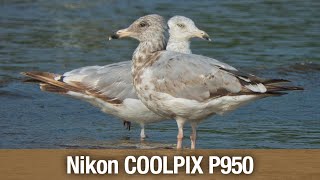 Nikon COOLPIX P950 07202023 [upl. by Leibman710]