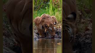 Tiger drinking water at Bardia National Park Nepal 🇳🇵 📷️ Chungba Sherpa [upl. by Nissy]