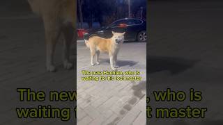 The new Hachiko who is waiting for his lost owner [upl. by Job]