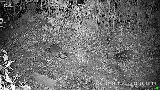 Hampstead Wildlife Stream [upl. by Curkell]